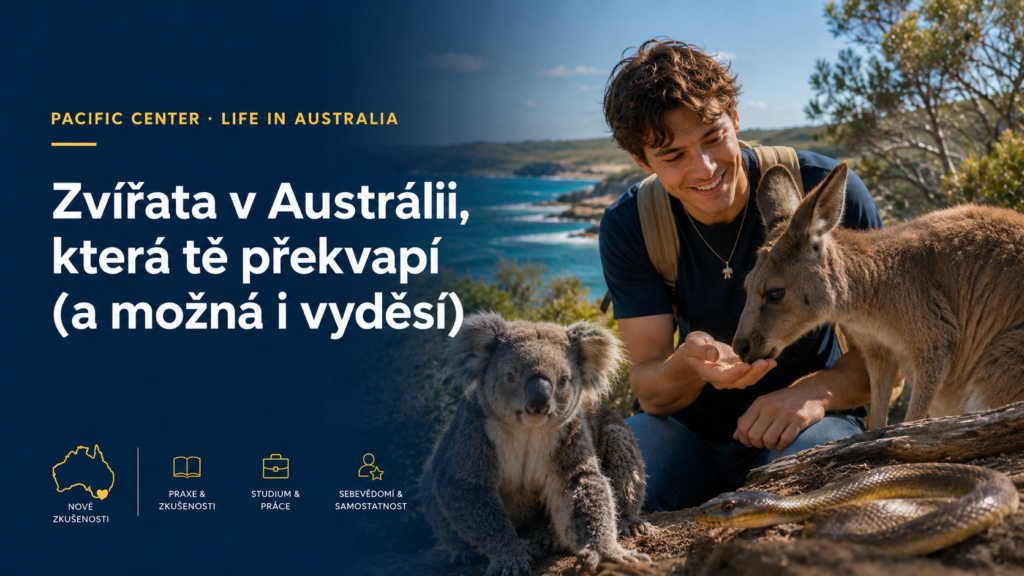 Australská zvířata – klokan, koala a had během života a studia v Austrálii s Pacific Center